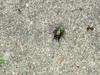 Eurasian Greenbottle (Blowfly)