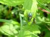 Eurasian Greenbottle (Blowfly)