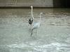 Great Egret and Gray Heron