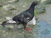 Feral pigeon