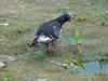 Feral pigeon