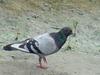 Feral pigeon