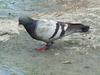 Feral pigeon