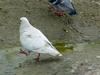 White pigeon