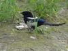 Black-billed Magpie