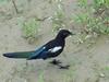 Black-billed Magpie