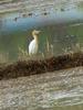 Cattle egrets