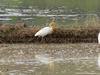 Cattle egret