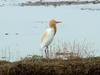 Cattle egret