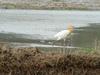 Cattle egret