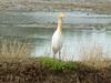 Cattle egret