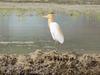 Cattle egret