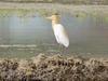 Cattle egret