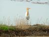 Cattle egret