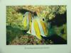 Brown-banded Butterflyfish (Chaetodon modestus)