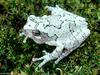 A few treefrogs - Gray Treefrog (Hyla versicolor)