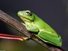 A few treefrogs - Green Treefrog (Hyla cinerea)060