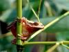 A few treefrogs - Northern Spring Peeper (Pseudacris crucifer crucifer)1304