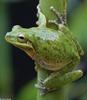 A few treefrogs - pinewoods pp.jpg