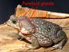 Re: Mrs Psycho Frog(Australian Wildlife)