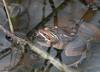 Wood Frogs (Rana sylvatica)