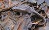 Jefferson Salamander (Ambystoma jeffersonianum)