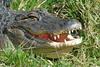 mics critters - gator (Alligator mississippiensis) - American Alligator.jpg