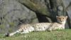 mics critters - Cheetah105