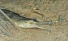 mics critters - gharial1.jpg