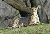 mics critters - Cheetah104.jpg