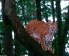 wild cats - Bobcat (Felis rufus)0006.jpg
