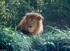 Wild cats (second attempt to post) - Lion131
