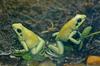 Misc critters - Golden Poison Frog (Phyllobates terribilis)
