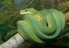 Python in the Mist - green tree python (Morelia viridis)
