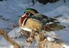 A few misc. critters - wood duck 1000sm