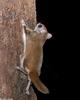 Southern Flying Squirrel