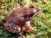 Wood frog