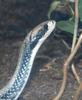 Some Critters - False Water Cobra (Hydrodynastes gigas)
