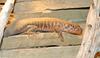 Some Critters - African Plated Lizard (Gerrhosaurus validus)