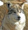 Some Critters - Mexican Wolf (Canis lupus baileyi)501