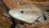 Some Critters - blue tongue skink.jpg (1/1)