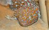 Some Critters - tokay gecko.jpg