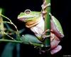 A few treefrogs - Barking Treefrog (Hyla gratiosa)1235