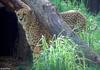 Wild cats (second attempt to post) - cheetah128
