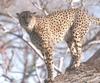 Wild cats (second attempt to post) - cheetah127