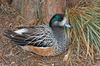 Chiloe Wigeon (Anas sibilatrix)