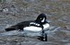 Barrow's Goldeneye (Bucephala islandica)