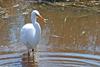 Swamp Bird - Great Egret (Ardea alba egretta)2001
