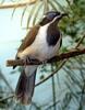 Birds and Crocs - Blue-faced Honeyeater (Entomyzon cyanotis)3007