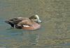 Birds and Crocs - American Wigeon (Anas americana)